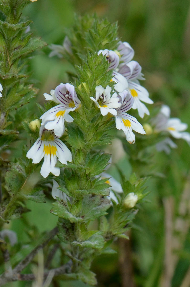 Cespuglietto di  Euphrasia  da id.